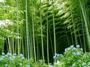 Bambu1