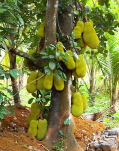 palafruits